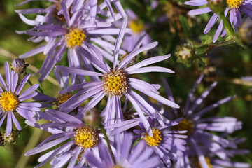 Purple aster flowers in the garden. Close up. Selective focus.