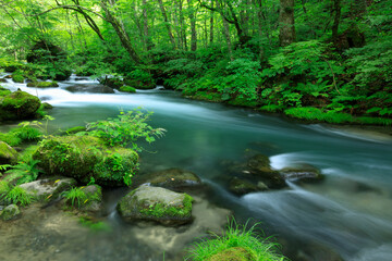 Obraz premium 青森県 奥入瀬渓流 8月