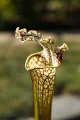 Sarracenia leucophylla, also known as the crimson pitcherplant, purple trumpet-leaf or white pitcherplant, carnivorous plant