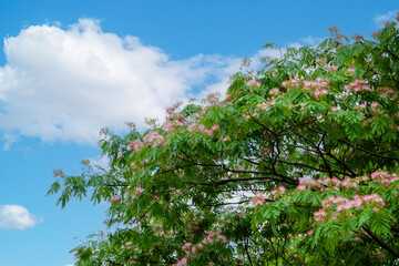 ネムノキと青い空、白い雲