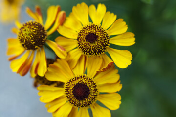 Obraz premium Helenium autumnale, common sneezeweed flowers in the summer garden 