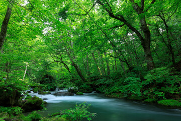 青森県　奥入瀬渓流　8月