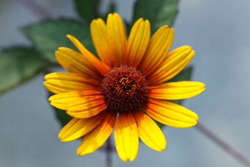 a single Heliopsis helianthoides 'BURNING HEARTS' rough oxeye, false sunflower	