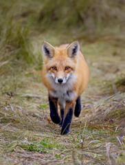 A young red fox with a beautiful tail walking through a grassy meadow in autumn.