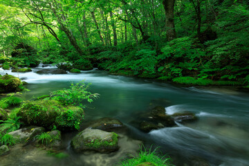 青森県　奥入瀬渓流　8月