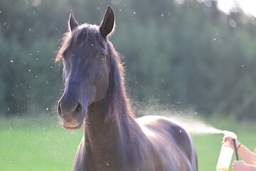 Fliegenspray beim Pferd. Schwarzes Pferd wird mit Insektenschutz besprüht © Grubärin