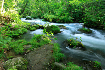 青森県　奥入瀬渓流　8月