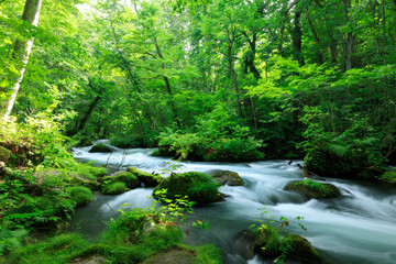 Obraz premium 青森県 奥入瀬渓流 8月