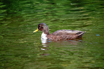 Ruhig schwimmende Stockente im grünen Teich