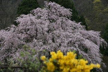駒つなぎの桜