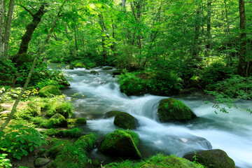 Obraz premium 青森県 奥入瀬渓流 8月