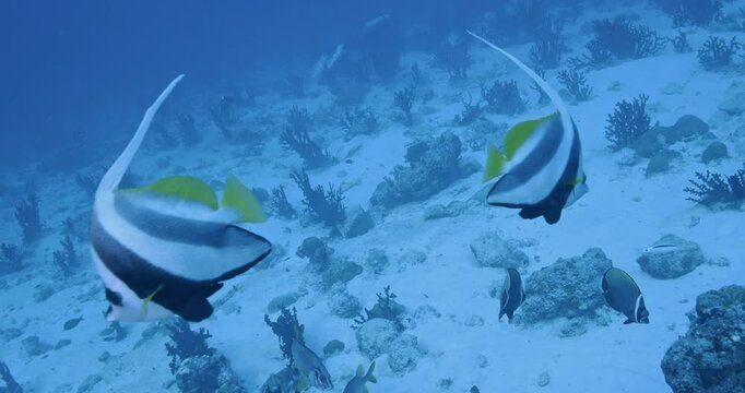 Pair of longfin bannerfish.