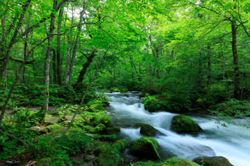 青森県　奥入瀬渓流　8月