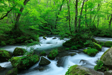 Obraz premium 青森県 奥入瀬渓流 8月