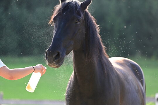 Fliegenspray beim Pferd. Schwarzes Pferd wird mit Insektenschutz bespr&uuml;ht
