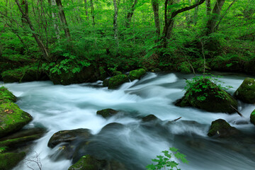 青森県　奥入瀬渓流　8月
