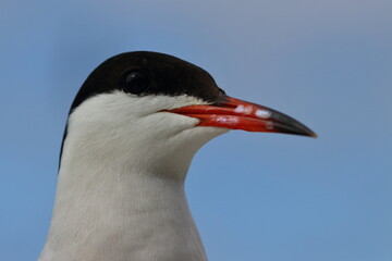 common tern detail