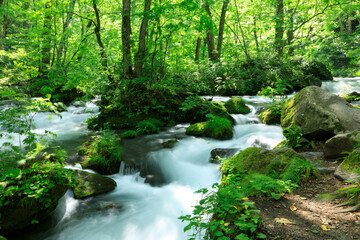 Obraz premium 青森県 奥入瀬渓流 8月