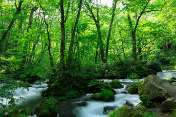 Obraz premium 青森県 奥入瀬渓流 8月