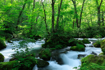 青森県　奥入瀬渓流　8月