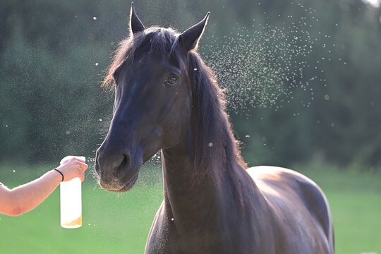 Fliegenspray beim Pferd. Schwarzes Pferd wird mit Insektenschutz bespr&uuml;ht