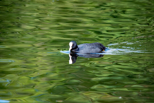 Bl&auml;sshuhn im gr&uuml;nen Teich-Markanter Wasservogel