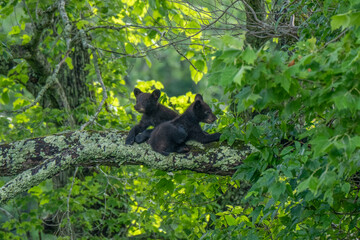 Three bear cubs are seen exploring and playing on a large tree branch covered in moss in a forest...