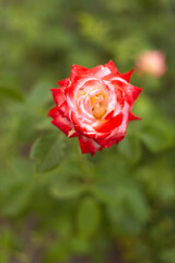 flower in the garden, roses are beautiful with a beautiful sunny day