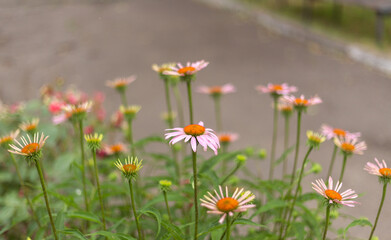 beautiful flowers in the garden