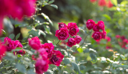 flower in the garden, roses are beautiful with a beautiful sunny day