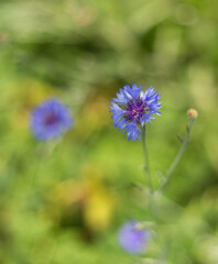 beautiful flowers in the garden