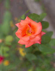 flower in the garden, roses are beautiful with a beautiful sunny day