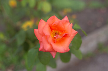 flower in the garden, roses are beautiful with a beautiful sunny day