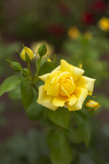flower in the garden, roses are beautiful with a beautiful sunny day