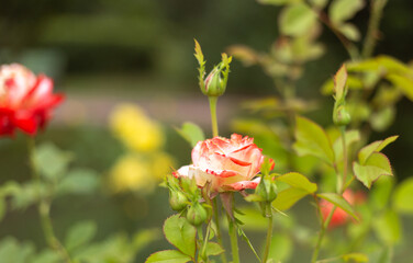 flower in the garden, roses are beautiful with a beautiful sunny day