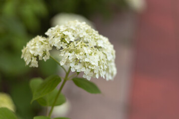 beautiful flowers in the garden