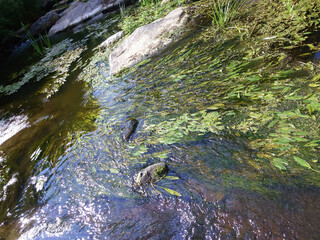Green algae grow in the river water. View from above. Natural landscape.