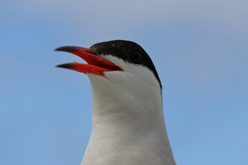 common tern detail