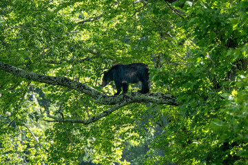 A black bear is perched comfortably on a tree branch, surrounded by lush green foliage. The serene forest setting hints at the quiet, isolated life of wildlife in its natural habitat.