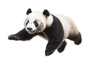 Fototapeta premium photo of a panda floating mid-air on isolated background 