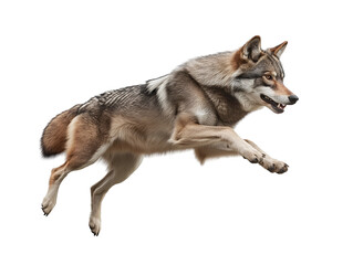 Fototapeta premium photo of a wolf floating mid-air on isolated background 