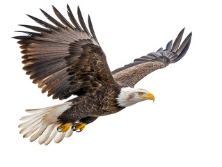 photo of an eagle floating mid-air on isolated background
