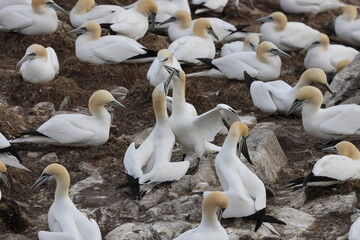 Obraz premium Northern gannets at Cape St. Mary's Ecological Bird Sanctuary in Newfoundland Canada
