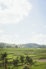 Obraz premium インドネシアのスンバ島にある棚田と青空