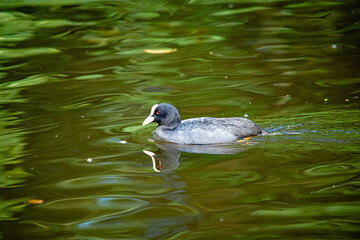 Blässhuhn im grünen Wasser-Spiegelung eines Wasservogels