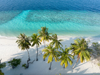 Aerial view of a beach with palm trees, Maldives
