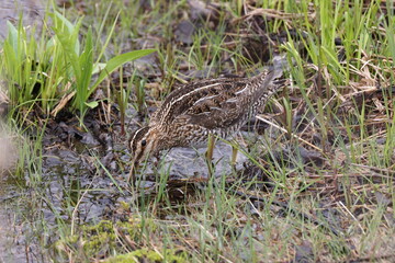 Common Snipe ( Gallinago gallinago ) searching for food  Newfoundland Canada