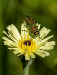 Macrophotographie d'un insecte - Anthaxie hongroise - Anthaxia hungarica