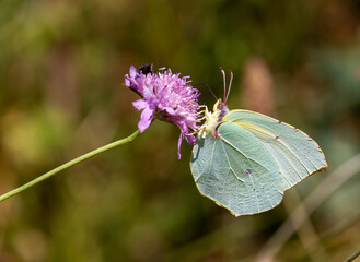 Macrophotographie d'un insecte - Citron de Provence - Gonepteryx cleopatra