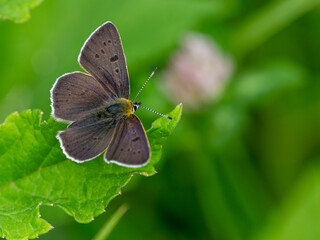 Macrophotographie d'un insecte - Cuivré fuligineux - Lycaena tityrus